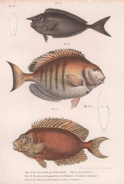 Pesce chirurgo, Dentice comune, Pesce unicorno dal muso corto da Unbekannt