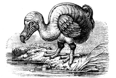 Dodo da Unbekannt