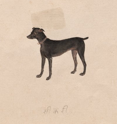 Cane da Unbekannt