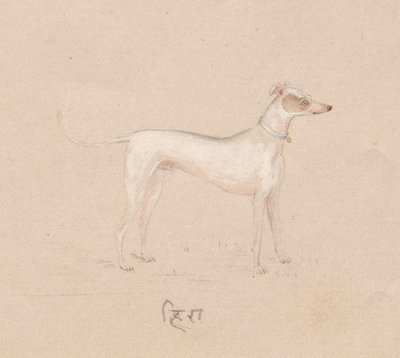 Cane, 1800s da Unbekannt