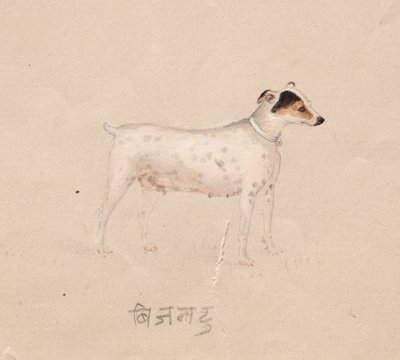 Cane, 1800s da Unbekannt