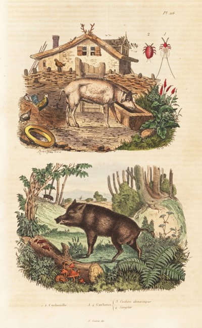 Maiale domestico, cinghiale e cocciniglia da Unbekannt