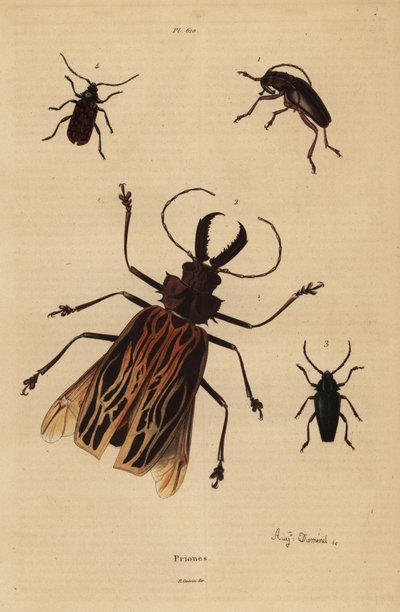 Dorysthenes paradoxus, Macrodontia cervicornis, vulnerabile, Elateropsis lineatus e Prionus versicolor da Unbekannt