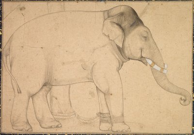 Disegno di un Elefante da Unbekannt