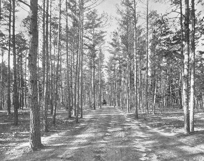 Passeggiata nel Piney Woods Park, Lakewood, New Jersey, USA, c. 1900 da Unbekannt