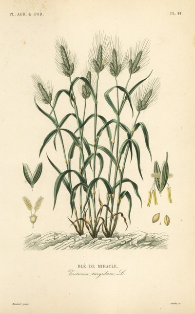 Grano duro da Unbekannt