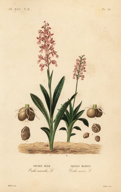 Orchidea maschia e orchidea morione da Unbekannt