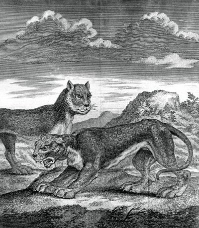 Leopardo indiano orientale, 1750 da Unbekannt