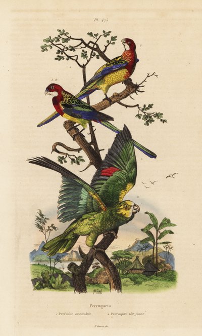 Rosella orientale, Platycercus exams, e amazzone dalla corona gialla, Amazona ochrocephala da Unbekannt