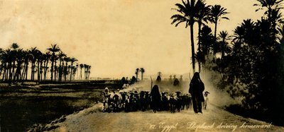 Egitto - Pastore che guida a casa, c1918-c1939 da Unbekannt