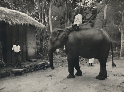 Elefante su una strada vicino a Kandy da Unbekannt