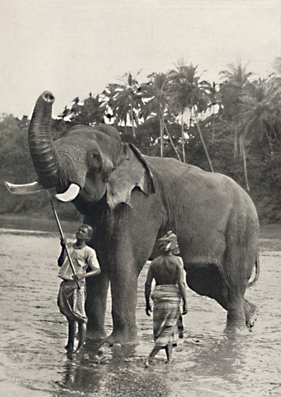 Elefante nella Mahavaliganga, 1926 da Unbekannt