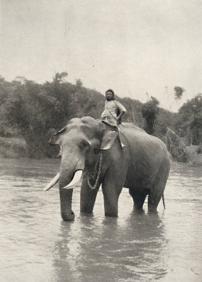 Elefante con cornac a Mahavaliganga, 1926 da Unbekannt