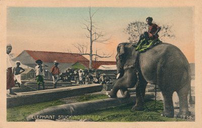 Elefante che trasporta legname, c1900 da Unbekannt