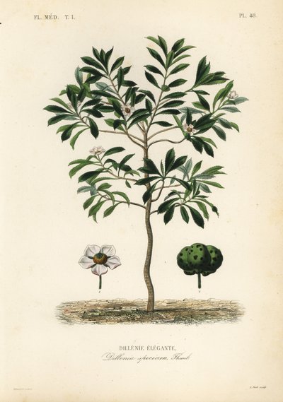 Mela d