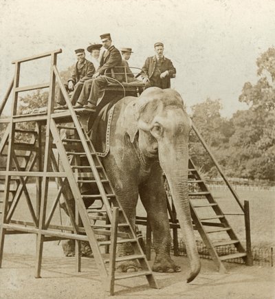Giro in elefante da Unbekannt