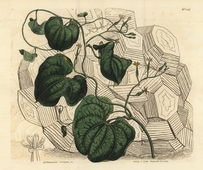 Piede d