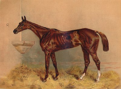 Emblema, Giumenta da Steeplechase, c1879 da Unbekannt