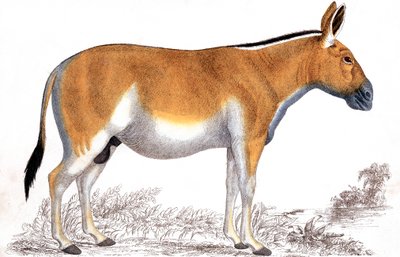 Incisione di un Quagga da Unbekannt
