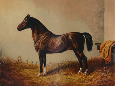 Intero Pony Hack Don Carlos da Unbekannt