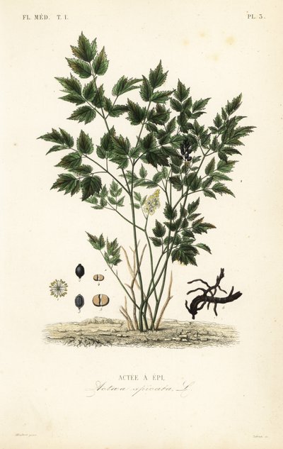 Actaea spicata, Actee a epi da Unbekannt