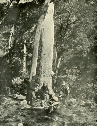 Cascate di Eurobin, Montagne di Buffalo, 1901 da Unbekannt