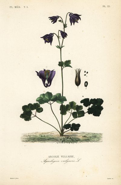 Aquilegia comune da Unbekannt