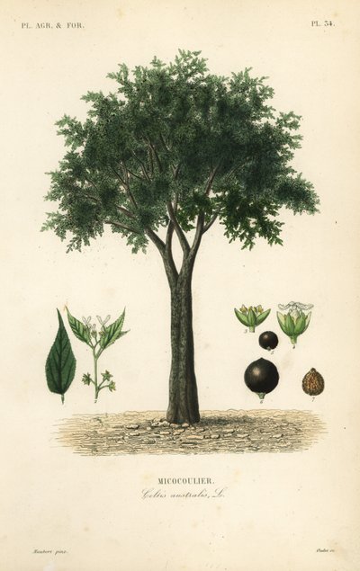 Bagolaro europeo, hackberry mediterraneo, albero di loto o honeyberry da Unbekannt