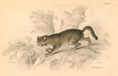 Gatto selvatico europeo Felis silvestris, 1828 da Unbekannt