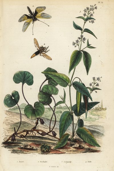 Zenzero selvatico europeo, Libelloides longicornis, Asclepiade, mosca rapinatrice di calabroni da Unbekannt