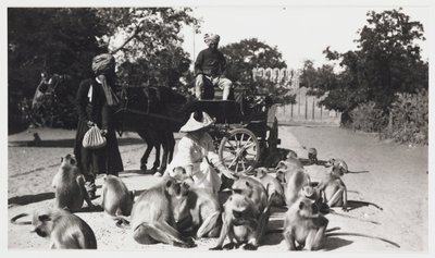 Donna europea che nutre una truppa di scimmie, India, c 1910 da Unbekannt