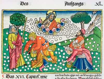 Esodo 16:13-22: Dio fornisce quaglie e manna agli Israeliti da Unbekannt
