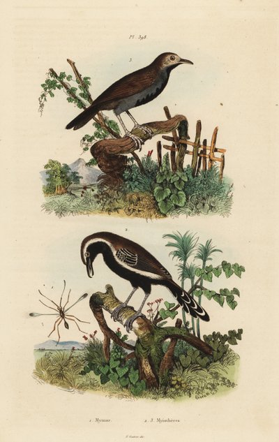 Mosca delle fate, Mymar pulchellum 1, formichiere meridionale, Formicivora grisea 2 e formichiere dalla gola nera, Myrmophylax atrothorax melanura 3 da Unbekannt