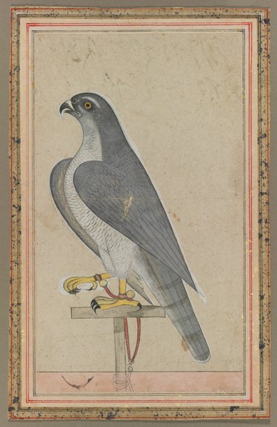Falco da Unbekannt
