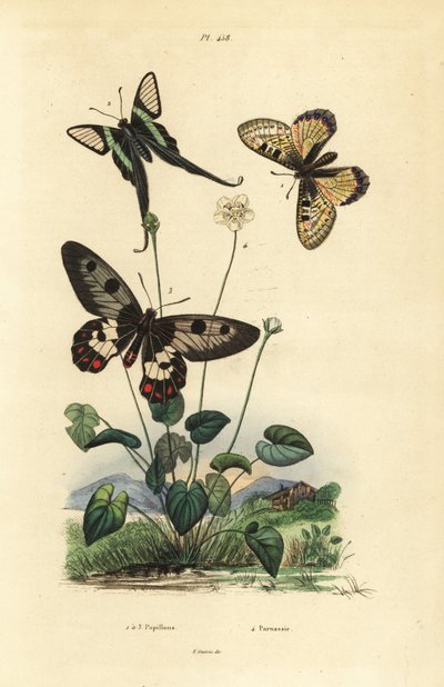 Falso apollo, Archon apollinus, dragontail bianco, Lamproptera curius, e farfalla clearwing, Cressida cressida, erba di parnassus, Parnassia palustris da Unbekannt