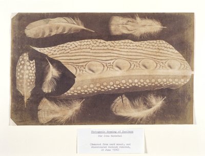 Piume, c 1840 da Unbekannt