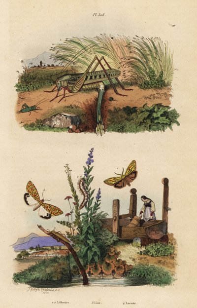 Locusta femmina che depone le uova, Decticus verrucivorus 4, falena piede piumato, Spiris striata 1, e falena macchiata di cremisi, Utetheisa pulchella 2, e coleottero Lixus paraplecticus 3 da Unbekannt