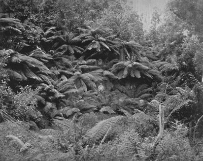 Valle degli alberi di felce, sotto il Monte Wellington da Unbekannt