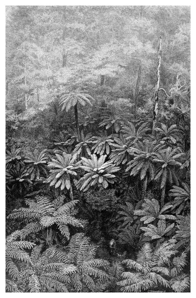 Fern Tree Gully, Australia, 1886 da Unbekannt