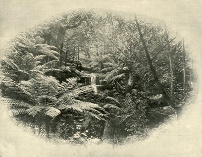 Fern Tree Gully, Tasmania, 1901 da Unbekannt