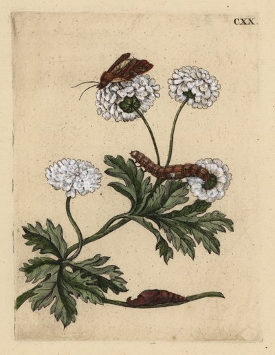 Tanaceto, Tanacetum parthenium, con falena, bruco e pupa da Unbekannt