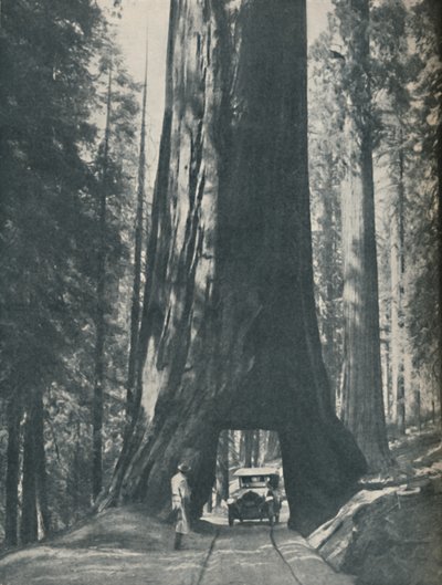 Esemplare fine del più grande organismo mai vissuto, c1935 da Unbekannt
