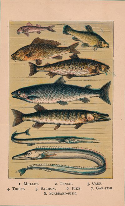Pesce da Unbekannt