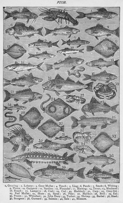Pesce, 1907 da Unbekannt