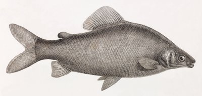 Pesci: Il Characin Nefasch da Unbekannt
