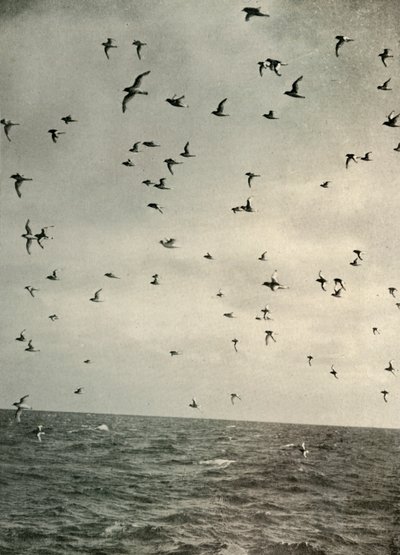 Volo di petrelli antartici da Unbekannt