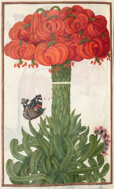 Florilegium: pagina 18 verso bouquet di gigli arancioni, 1608 da Unbekannt