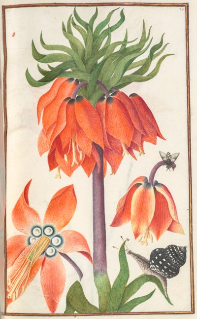 Florilegium: pagina 19 recto fritillaria imperialis arancione, 1608 da Unbekannt