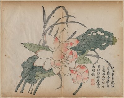 Fiore di loto in fiore e bocciolo, XVIII secolo da Unbekannt