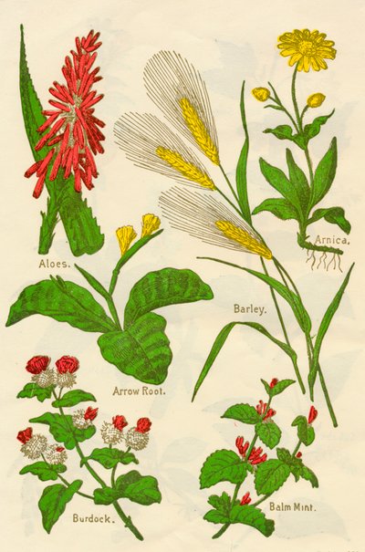 Fiori: Aloe, Arnica, Arrow Root, Orzo, Menta balsamica, Bardana da Unbekannt